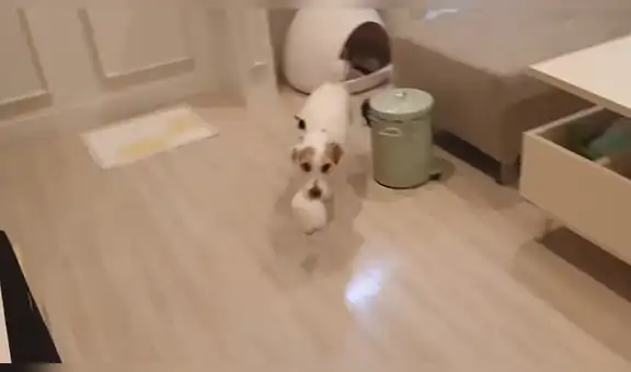 Inteligente perro lleva su plato de comida hasta su dueño cuando llega la hora de comer [VIDEO]