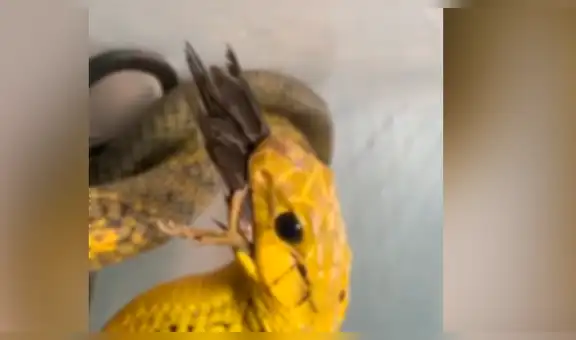 Facebook viral: hambrienta serpiente se topa con pequeña ave y ocurre algo muy impactante [VIDEO]