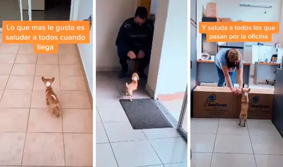 Perro acompaña a su dueña al trabajo todos los días y alegra a las personas con su reacción [VIDEO] 