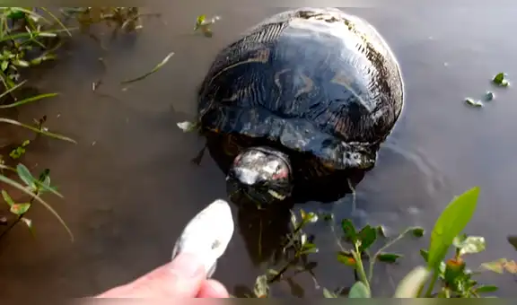 Arroja carnada a extraño río y aterradora criatura surge para devorarla en segundos [VIDEO]