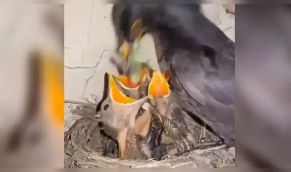 YouTube viral: Mamá pájaro le da cruel lección a su polluelo más 'hambriento' [VIDEO]