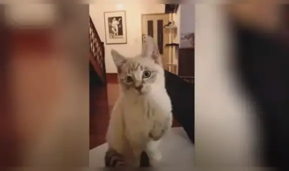 Gato pierde una de sus patas delanteras y es adoptado por una mujer [VIDEO]
