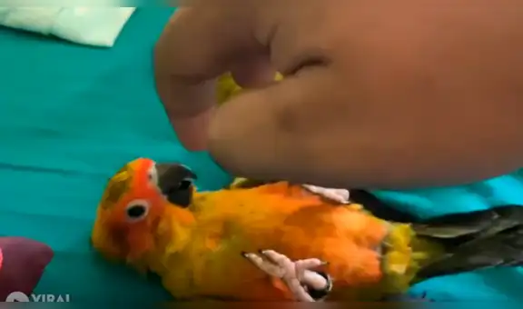 Creyó que sus loros habían ‘muerto’, se acerca y nota insólito secreto [VIDEO]