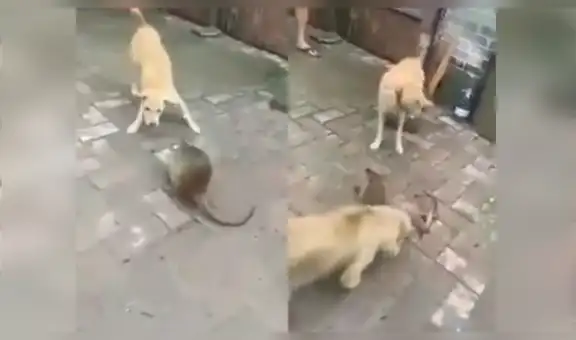 Facebook Viral: Perros intentaron comerse a un roedor gigante y tuvieron terrible final [VIDEO]
