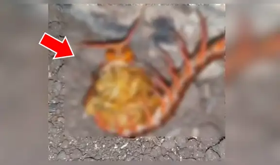 YouTube viral: halla extraña criatura retorciéndose de dolor en la tierra y queda impactado al descubrir qué es [VIDEO]