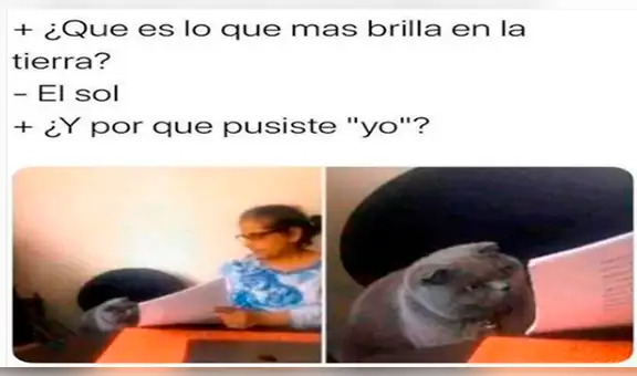 ‘Meme del gato regañado’: conoce el origen de la imagen que es viral en Internet [FOTOS]