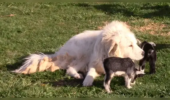 Perro juega con cabras bebés y escena enternece a usuarios de internet [VIDEO]