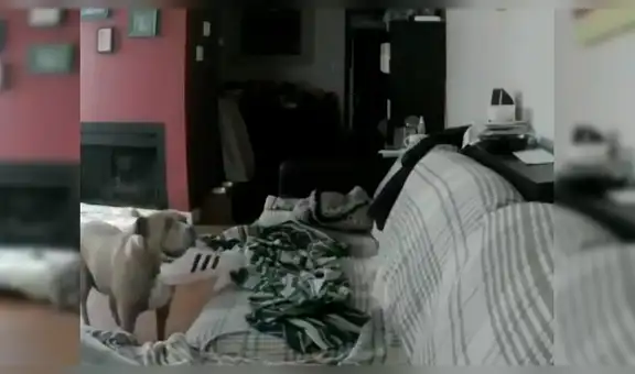 Chico instala cámara en su casa y se revela lo que hace su mascota cuando no está [VIDEO]