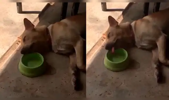 Pequeño perro toma agua ‘dormido’ y su comportamiento causa risa en redes [VIDEO]