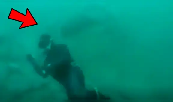 Facebook viral: feroz tiburón se acerca a buzo y desenlace sorprende [VIDEO]