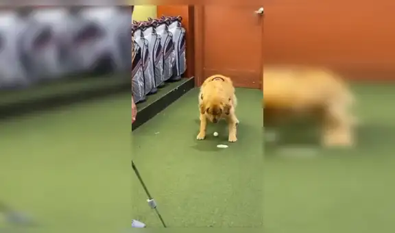 Perro mete una pelota en el hoyo de golf para ayudar a su dueño y lo celebran juntos [VIDEO] 