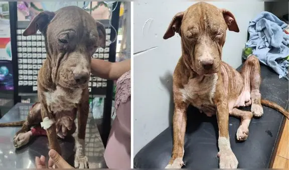 Carabayllo: rescatista pide ayuda para salvar a perrita que era usada para reproducción y maltratada