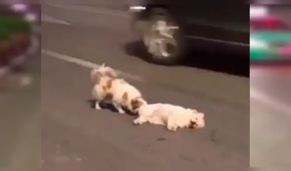 Perro se niega a abandonar a su amigo atropellado y se queda a su lado por tres horas [VIDEO]