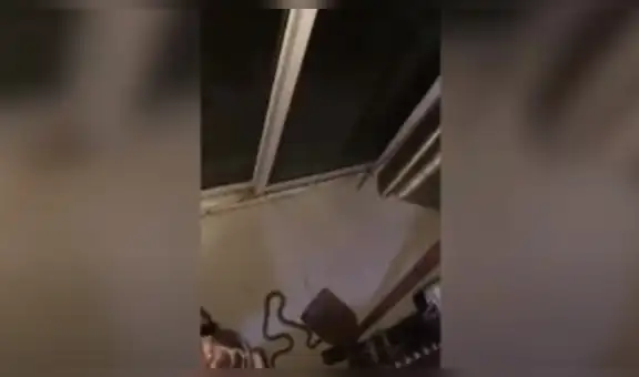 Perro intenta ahuyentar a una serpiente para salvar a su familia del peligro [VIDEO]
