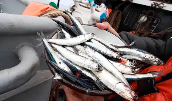 Segunda temporada de pesca de anchoveta es autorizada en la Zona Norte - Centro del país