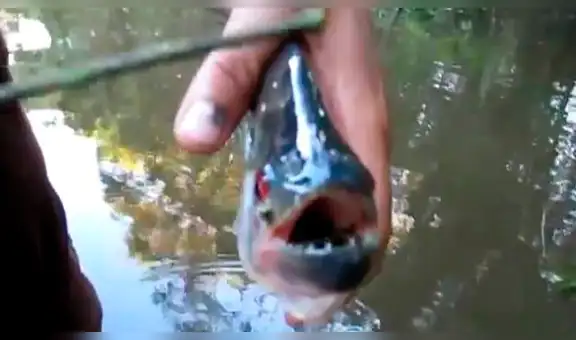 YouTube Viral: Utilizan a piraña como tijera e indigna al mundo [VIDEO] 