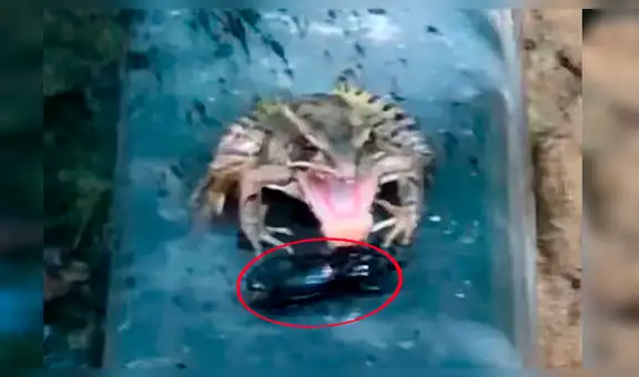 Escarabajo es engullido por feroz rana, sin imaginar que sobreviviría por su sabor repugnante [VIDEO] 