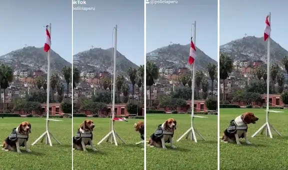Perros de la PNP cautivan a miles de peruanos en las redes al izar la bandera nacional [VIDEO]