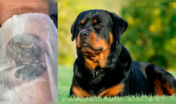 Se hace tatuaje con el rostro de su perro fallecido y el resultado enternece a miles [VIDEO]
