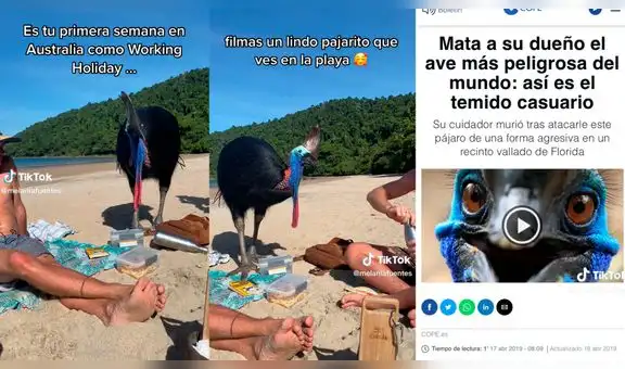 Turistas juegan con ave australiana sin saber que es la más peligrosa y mortal del mundo