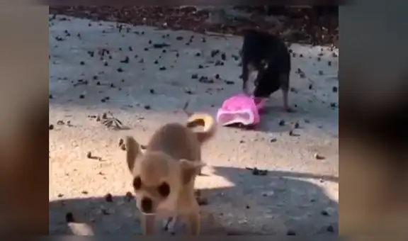 Perro nota que nueva mascota de su dueña utiliza su ropa y trata de quitársela [VIDEO]