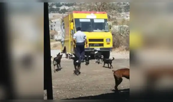 Repartidor de dulces estaciona su camión para darle comida a unos perros callejeros [FOTOS]