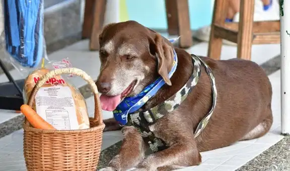 Delincuentes le arrebatan canasta a un perro que trabajaba en un minimarket entregando pedidos [FOTOS]