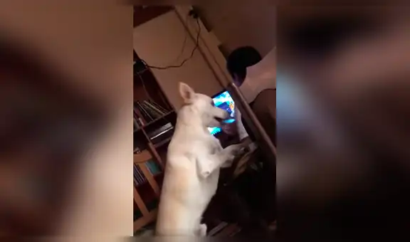 Perro ‘obliga’ a su dueño a no moverse de su sitio hasta terminar la tarea [VIDEO]