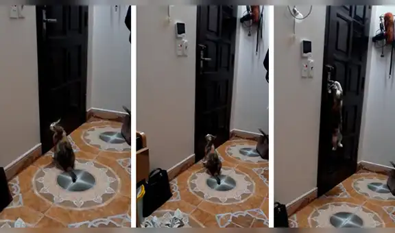 Chica descubre lo que su travieso gato hace cuando lo deja encerrado en su cuarto [VIDEO]