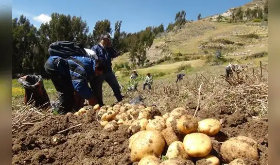 Bolivia no importará más papa y cebolla: Agricultores peruanos en alerta