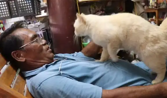 Gato hace ‘masajes’ en la barriga a su dueño cuando llega del trabajo [VIDEO] 