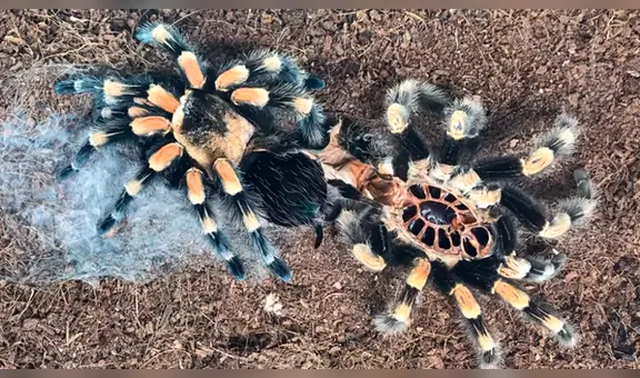 YouTube viral:captan momento en el que tarántula cambia de piel y su aspecto impacta a miles [VIDEO] 