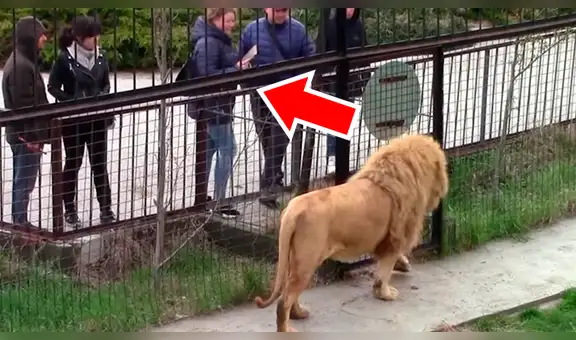 Turista que fotografiaba a manada de leones en zoológico recibe la peor venganza de depredador enfurecido [VIDEO]