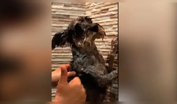Perro vuelve a casa con el cuerpo lleno de lodo y acepta con resignación ser bañado por su dueña [VIDEO]