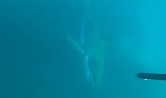 Osado pescador se encuentra con feroz tiburón blanco y lo enfrenta para salvar su vida [VIDEO]