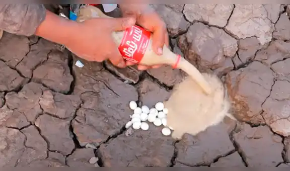 Echan abundante Coca Cola con Mentos dentro de agujero y emergen raras criaturas [VIDEO]