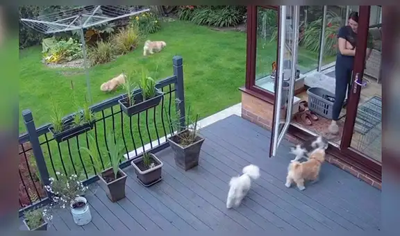 Gato se da cuenta que unos perros no obedecen a su dueña y los ‘obliga’ a ingresa a su casa [VIDEO]