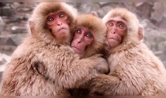 China: implantan en monos genes clave para el desarrollo de la inteligencia humana