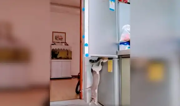 Revisa cámara de seguridad y descubre que sus gatos le ‘roban’ su comida