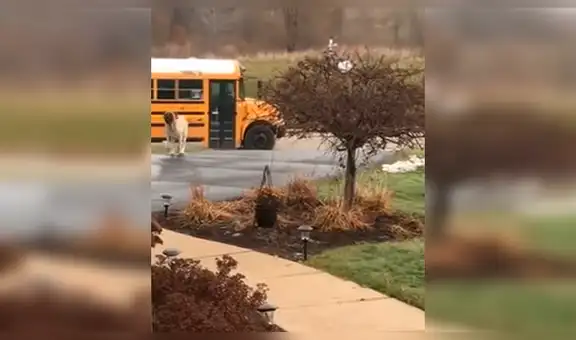 Perro lleva a sus dueñas a tomar el bus escolar y las espera a que las recojan [VIDEO]