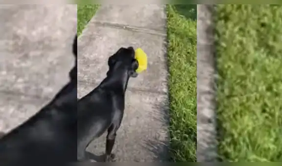 Perro obedece órdenes de su dueña y le hace el favor de ir a botar la basura [VIDEO]