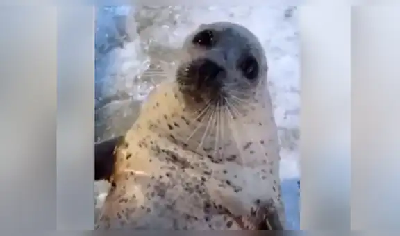 Facebook viral: le dan cubo de hielo a foca bebé y esta tiene increíble reacción [VIDEO]