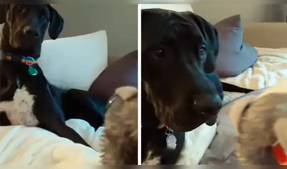 Le juega despiadada broma a su perro con un ‘muñeco diabólico’ y este tiene insólita reacción [VIDEO]