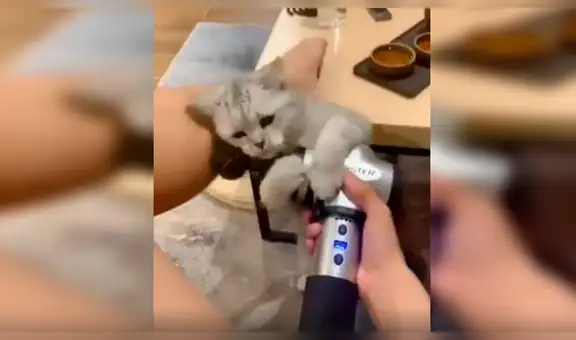 Gato ve que su dueña utiliza máquina de masajes y trata de probarlo [VIDEO]  