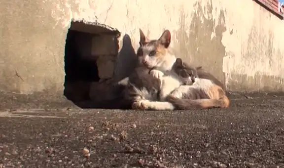 Gata callejera no deja a su cría con discapacidad y conmueve al darle comida todos los días [VIDEO]