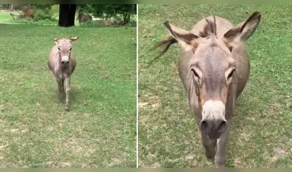 Burro vuelve a ver su dueña que lo crío cuando desde bebé y tiene emotiva reacción [VIDEO]
