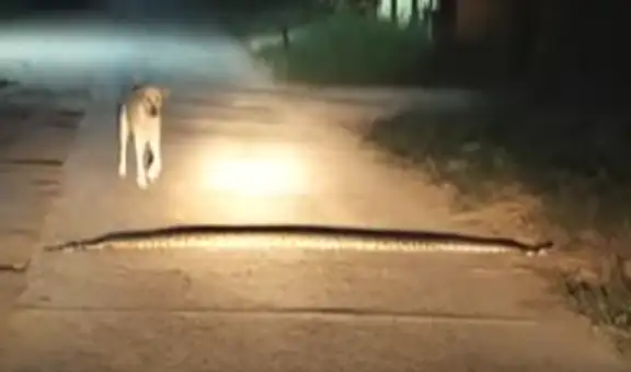 Perro pisa a enorme serpiente y esta abre su mandíbula