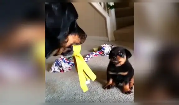 Cachorro se enfrenta a un perro más grande y protagonizan curiosa escena [VIDEO] 