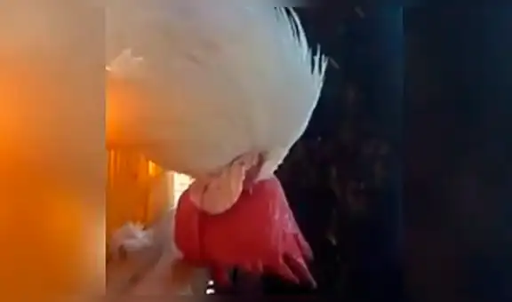 Facebook viral: Gallo se queda dormido y dueño aprovecha para vengarse de cruel forma [VIDEO] 