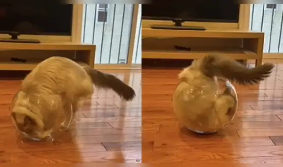 Travieso gato sorprendió a su dueño al meterse dentro de una pecera [VIDEO]